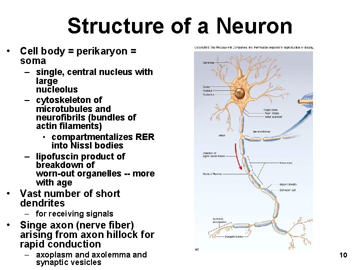 Structure of a Neuron • Cell body = perikaryon = soma – single, central