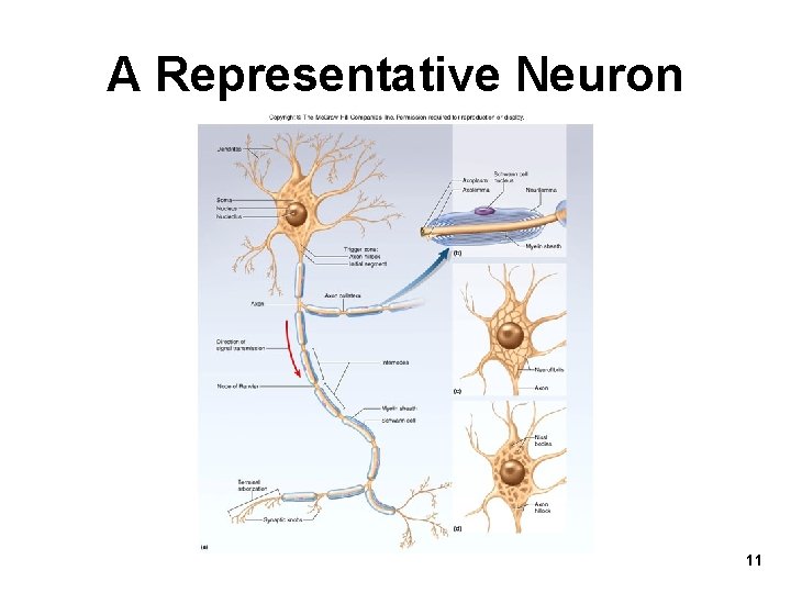 A Representative Neuron 11 