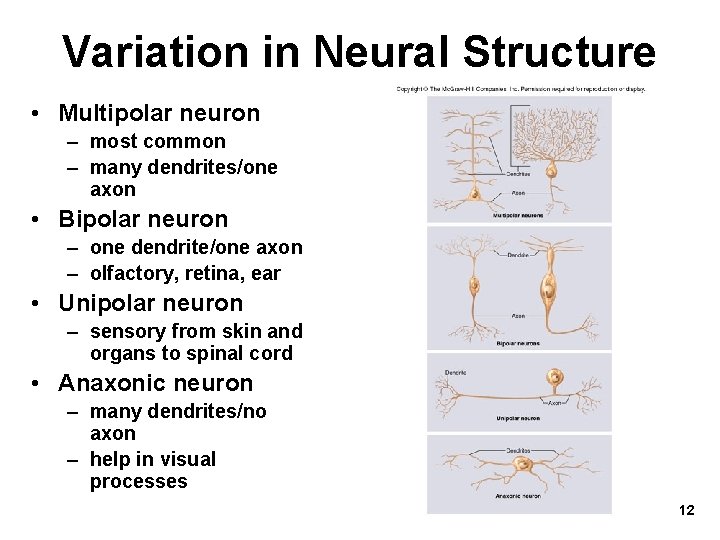 Variation in Neural Structure • Multipolar neuron – most common – many dendrites/one axon
