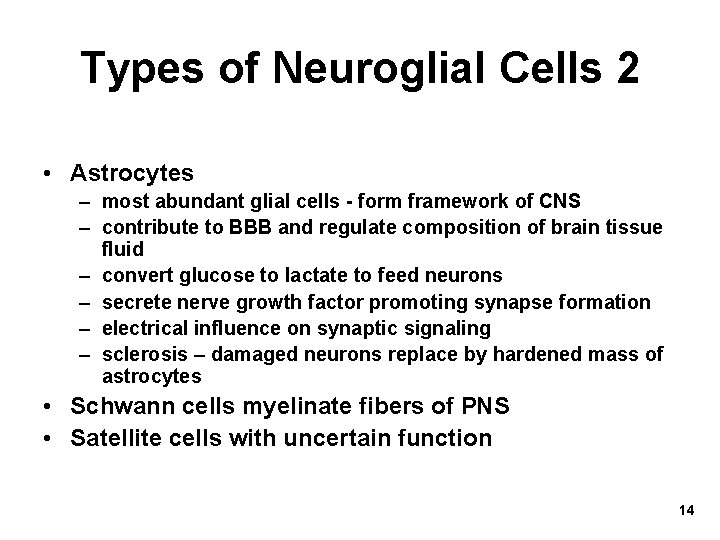 Types of Neuroglial Cells 2 • Astrocytes – most abundant glial cells - form