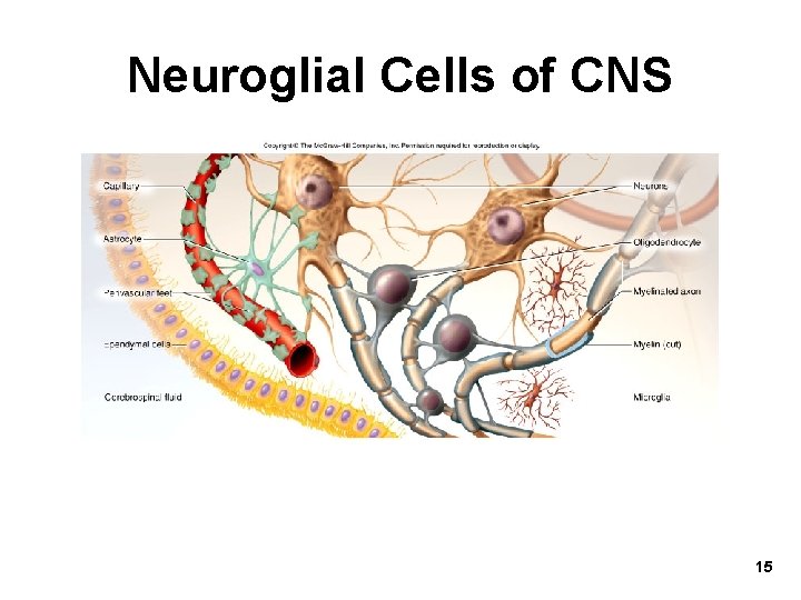 Neuroglial Cells of CNS 15 