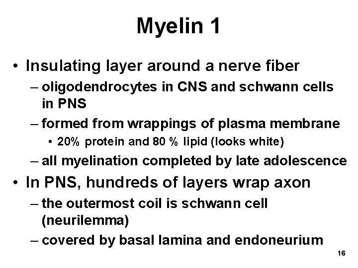 Myelin 1 • Insulating layer around a nerve fiber – oligodendrocytes in CNS and