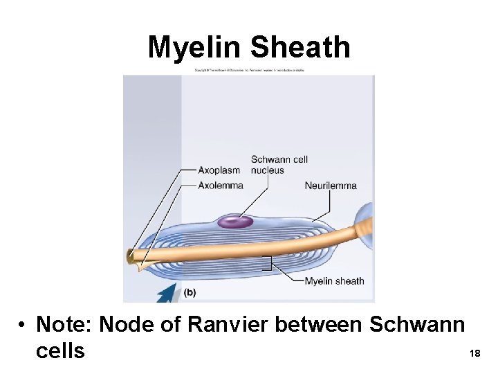 Myelin Sheath • Note: Node of Ranvier between Schwann 18 cells 