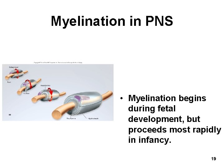 Myelination in PNS • Myelination begins during fetal development, but proceeds most rapidly in