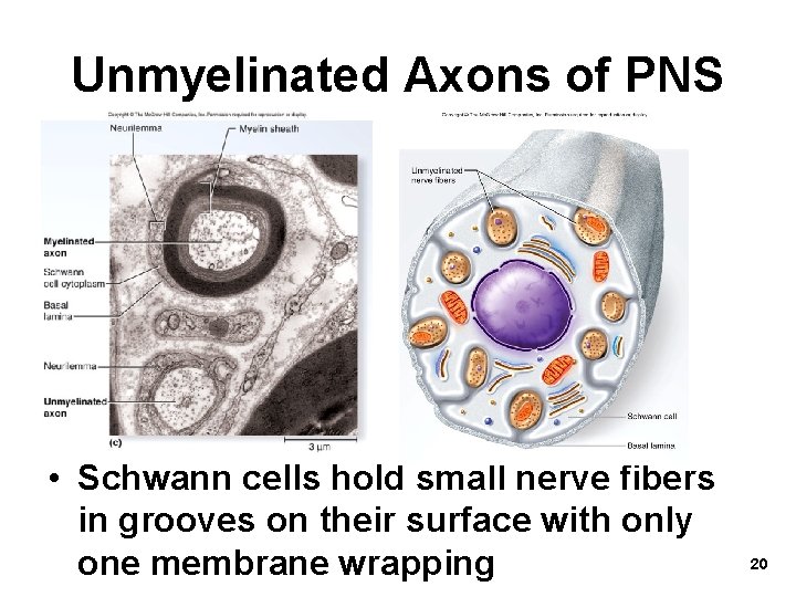 Unmyelinated Axons of PNS • Schwann cells hold small nerve fibers in grooves on