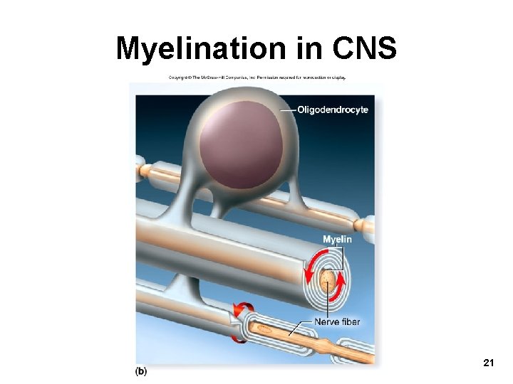 Myelination in CNS 21 