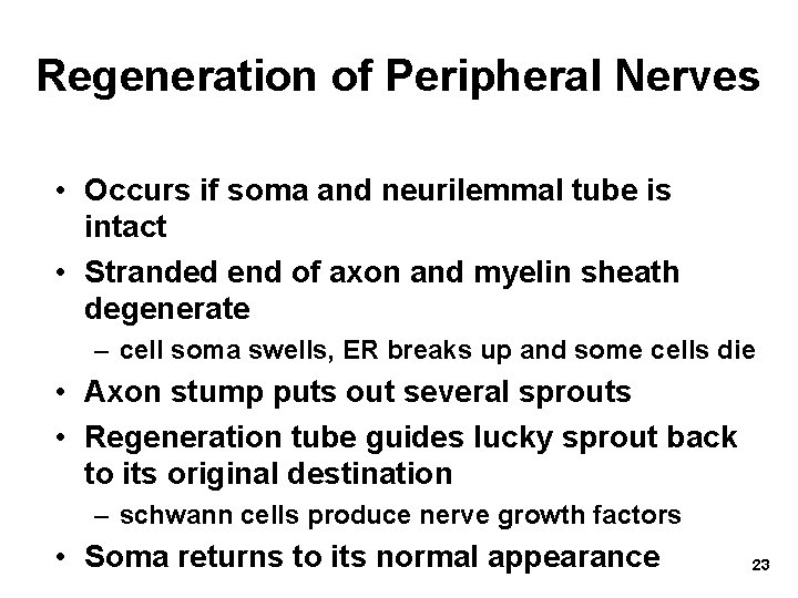 Regeneration of Peripheral Nerves • Occurs if soma and neurilemmal tube is intact •