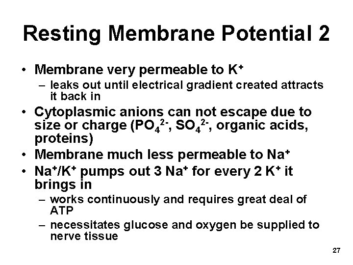 Resting Membrane Potential 2 • Membrane very permeable to K+ – leaks out until
