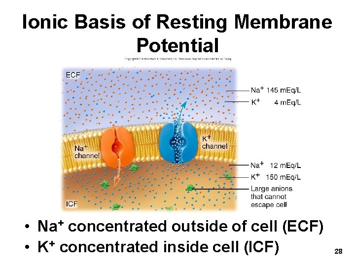 Ionic Basis of Resting Membrane Potential • Na+ concentrated outside of cell (ECF) •