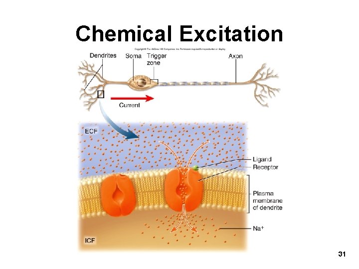Chemical Excitation 31 