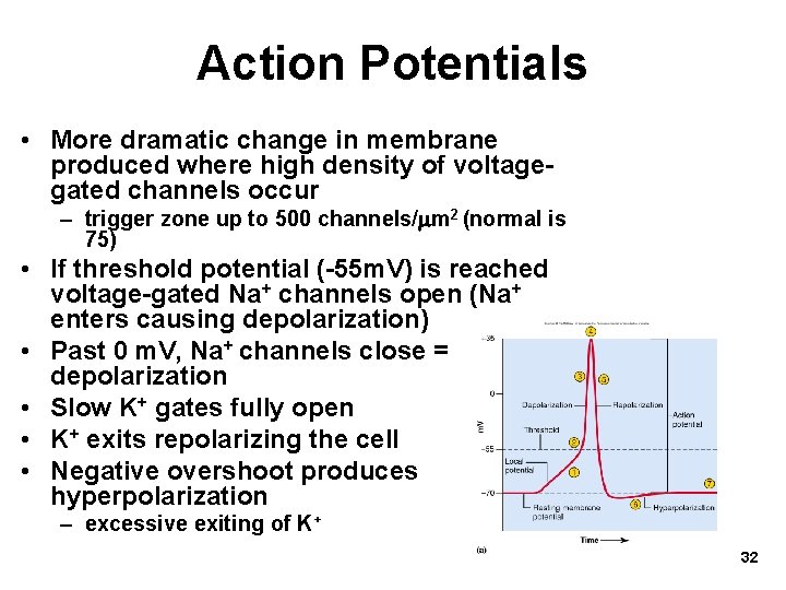 Action Potentials • More dramatic change in membrane produced where high density of voltagegated