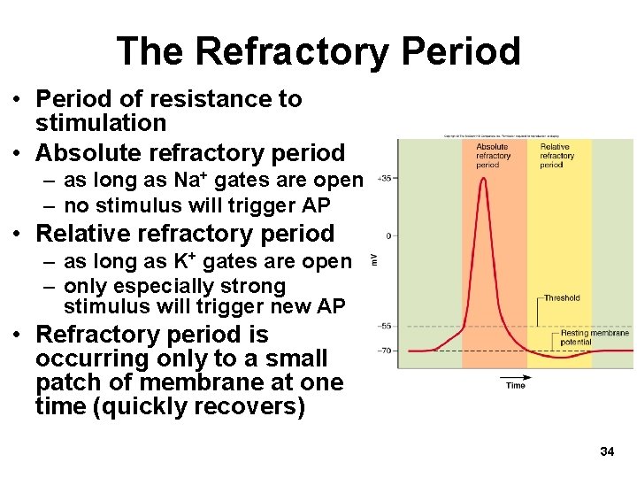 The Refractory Period • Period of resistance to stimulation • Absolute refractory period –