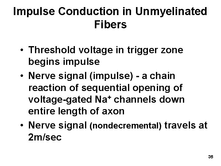 Impulse Conduction in Unmyelinated Fibers • Threshold voltage in trigger zone begins impulse •