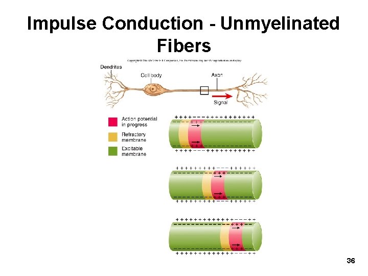 Impulse Conduction - Unmyelinated Fibers 36 