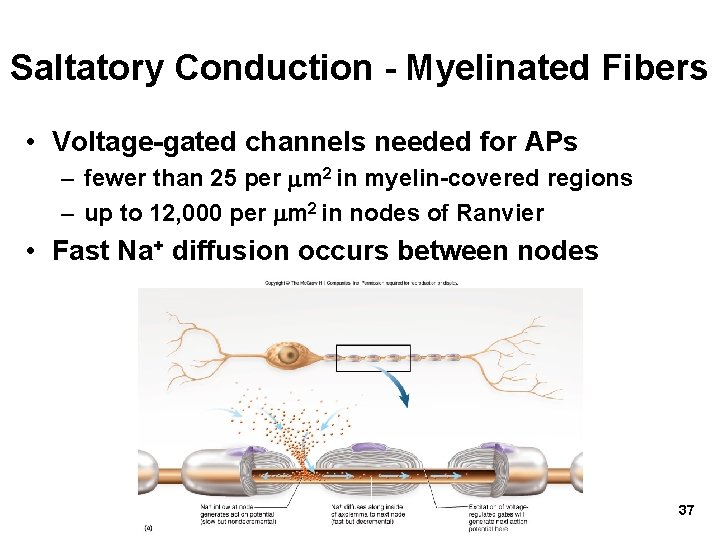 Saltatory Conduction - Myelinated Fibers • Voltage-gated channels needed for APs – fewer than