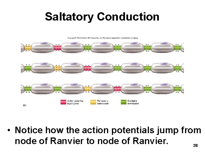 Saltatory Conduction • Notice how the action potentials jump from node of Ranvier to