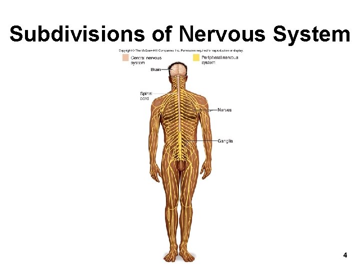 Subdivisions of Nervous System 4 