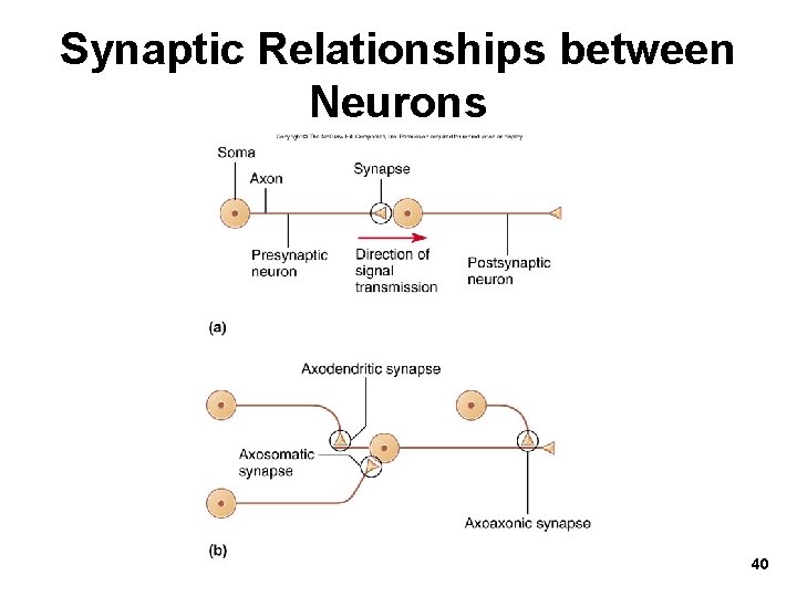 Synaptic Relationships between Neurons 40 