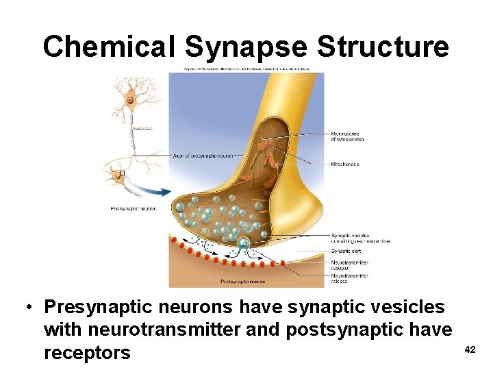 Chemical Synapse Structure • Presynaptic neurons have synaptic vesicles with neurotransmitter and postsynaptic have