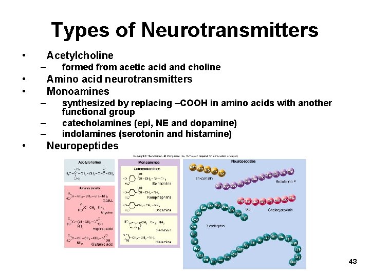 Types of Neurotransmitters • Acetylcholine – • • Amino acid neurotransmitters Monoamines – –