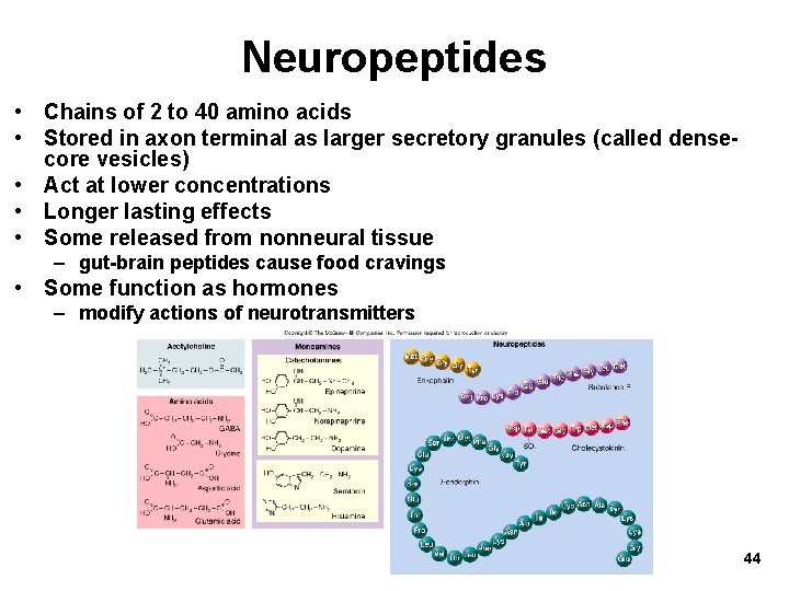 Neuropeptides • Chains of 2 to 40 amino acids • Stored in axon terminal