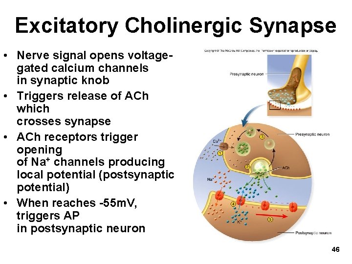 Excitatory Cholinergic Synapse • Nerve signal opens voltagegated calcium channels in synaptic knob •