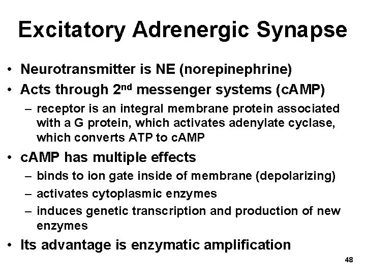 Excitatory Adrenergic Synapse • Neurotransmitter is NE (norepinephrine) • Acts through 2 nd messenger