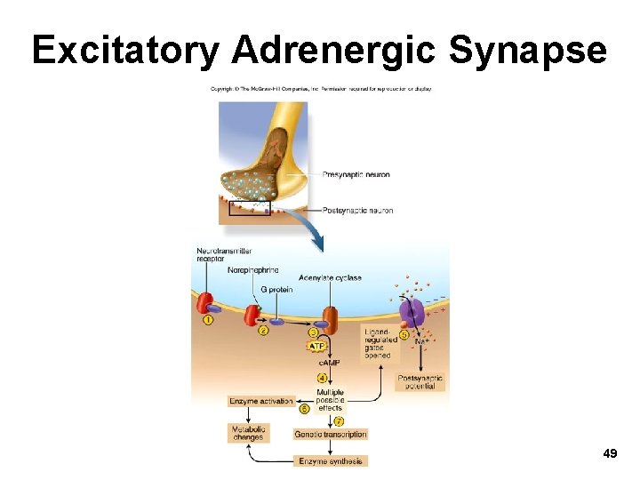 Excitatory Adrenergic Synapse 49 