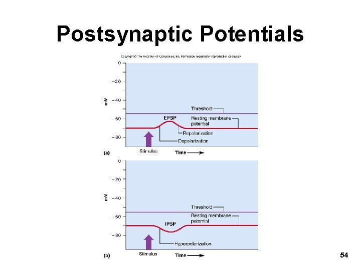 Postsynaptic Potentials 54 