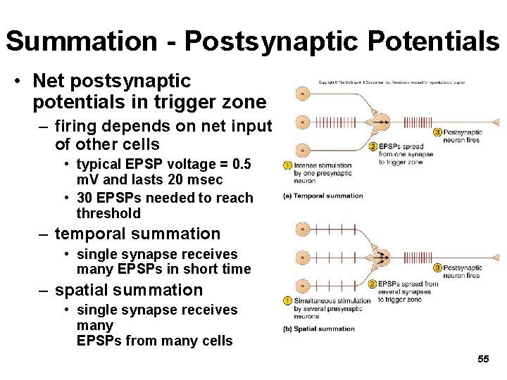Summation - Postsynaptic Potentials • Net postsynaptic potentials in trigger zone – firing depends