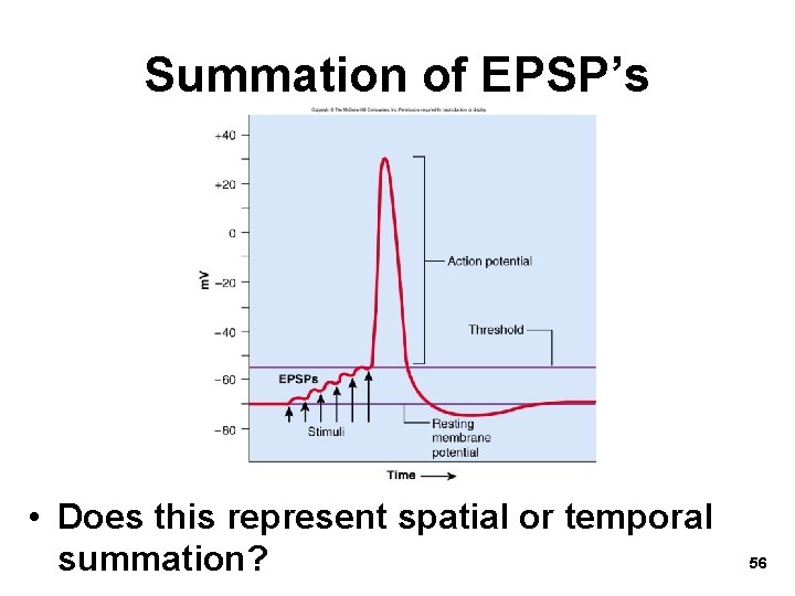 Summation of EPSP’s • Does this represent spatial or temporal summation? 56 