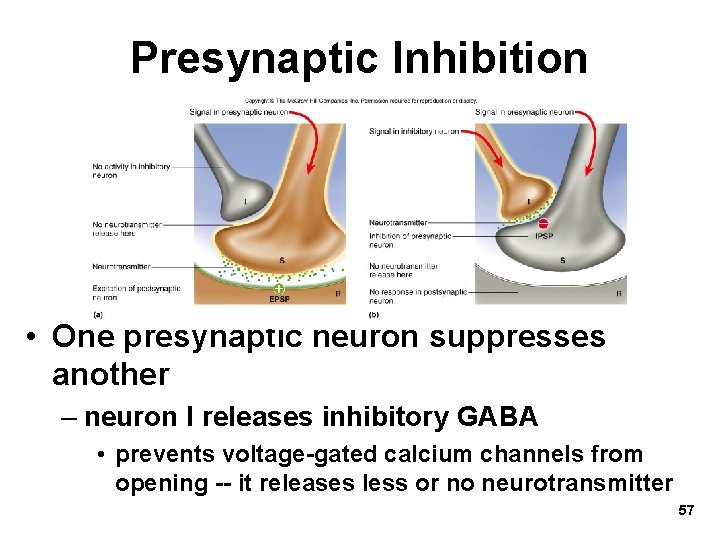 Presynaptic Inhibition • One presynaptic neuron suppresses another – neuron I releases inhibitory GABA