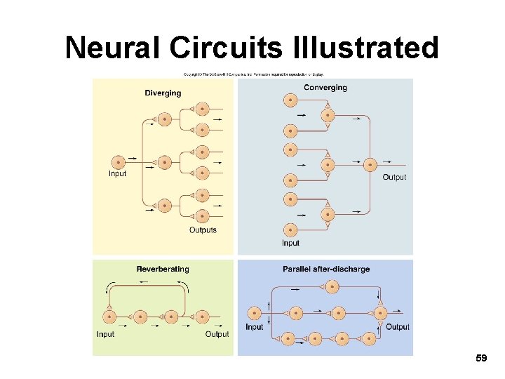 Neural Circuits Illustrated 59 