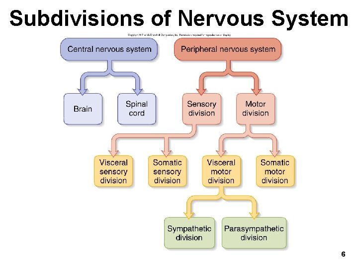 Subdivisions of Nervous System 6 
