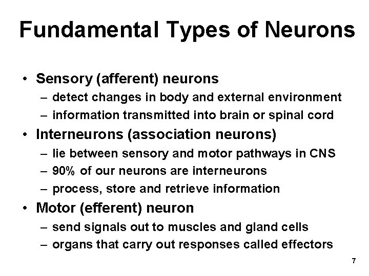 Fundamental Types of Neurons • Sensory (afferent) neurons – detect changes in body and