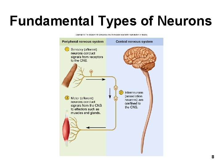 Fundamental Types of Neurons 8 