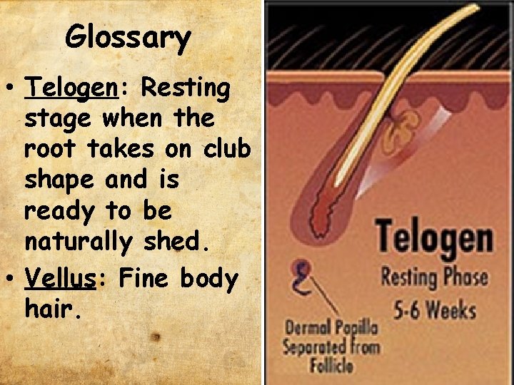 Glossary • Telogen: Resting stage when the root takes on club shape and is