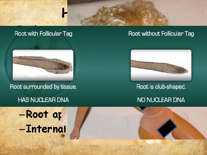 Hair Evidence • Each species of animal possesses hair with characteristic that distinguish one