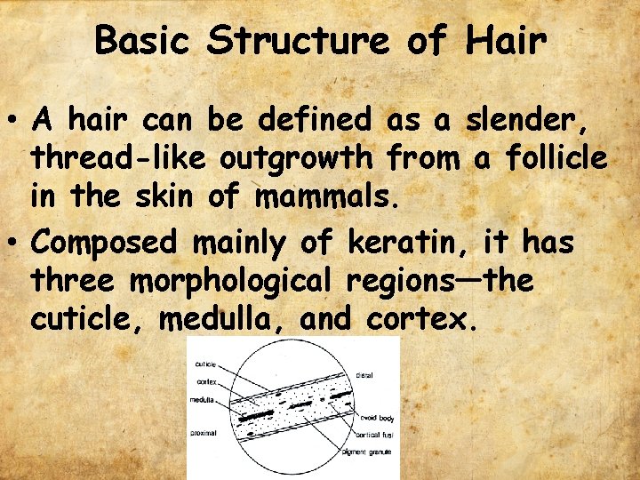 Basic Structure of Hair • A hair can be defined as a slender, thread-like