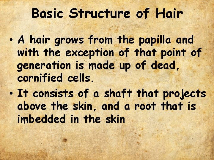 Basic Structure of Hair • A hair grows from the papilla and with the