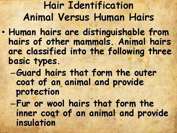 Hair Identification Animal Versus Human Hairs • Human hairs are distinguishable from hairs of