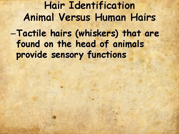 Hair Identification Animal Versus Human Hairs – Tactile hairs (whiskers) that are found on