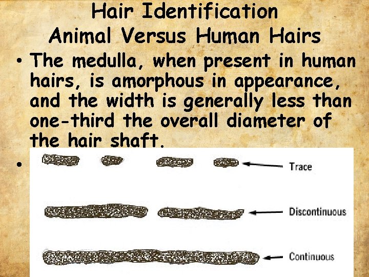 Hair Identification Animal Versus Human Hairs • The medulla, when present in human hairs,