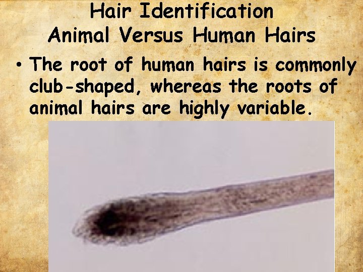 Hair Identification Animal Versus Human Hairs • The root of human hairs is commonly