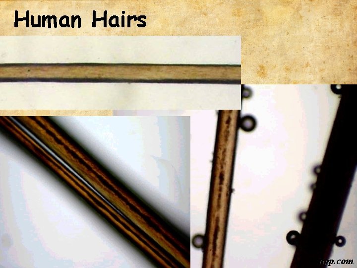 Human Hairs bsapp. com 