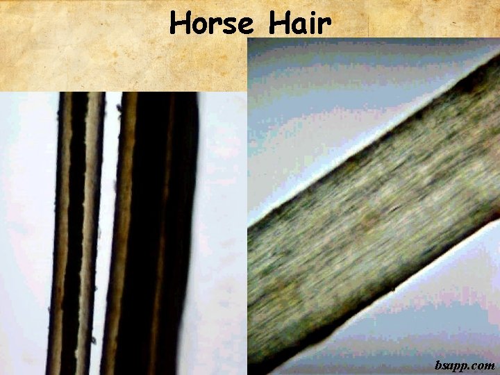 Horse Hair bsapp. com 