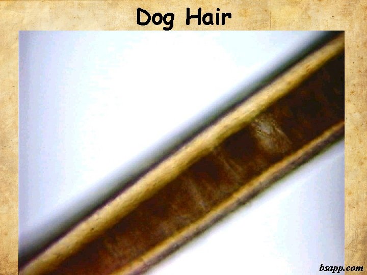 Dog Hair bsapp. com 