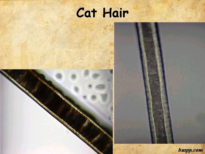 Cat Hair bsapp. com 