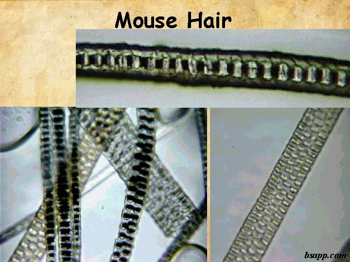 Mouse Hair bsapp. com 