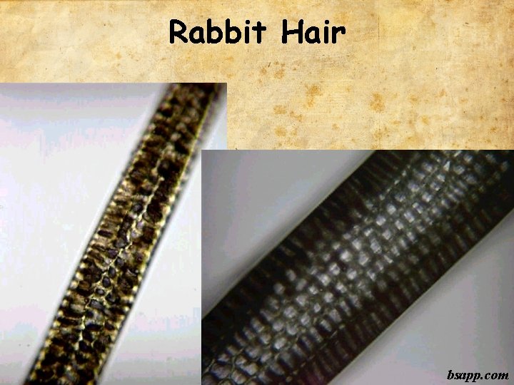 Rabbit Hair bsapp. com 